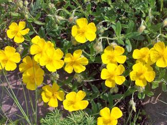 Helianthemum nummularium